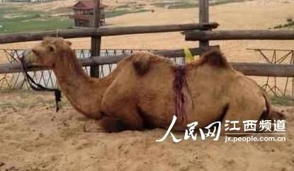 第1353页
